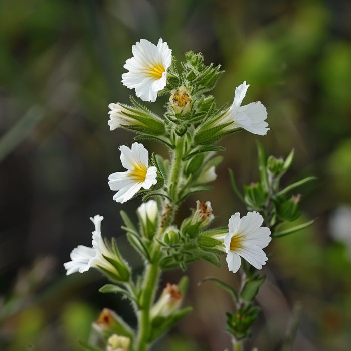 Eyebright