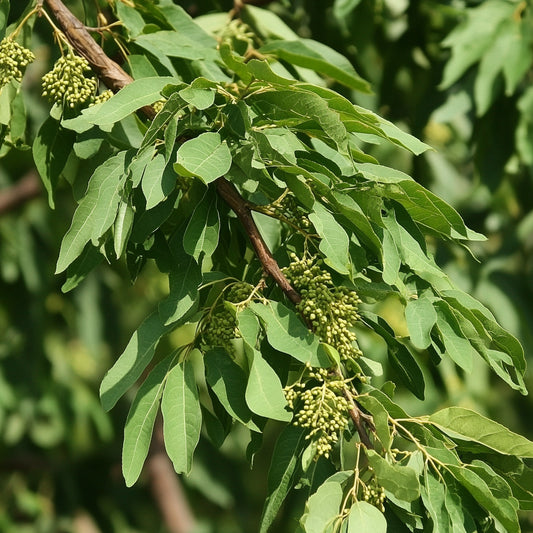Neem