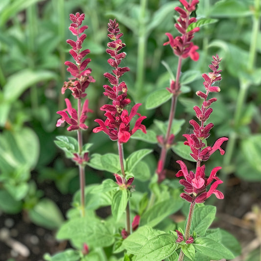 Red Sage