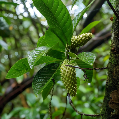 Graviola (Soursop)