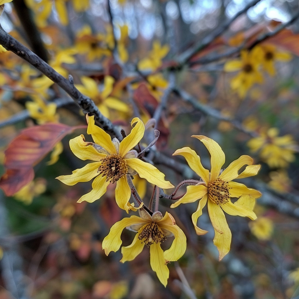 Witch Hazel