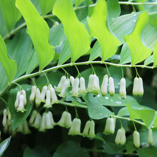 Solomon Seal (Fo Ti)